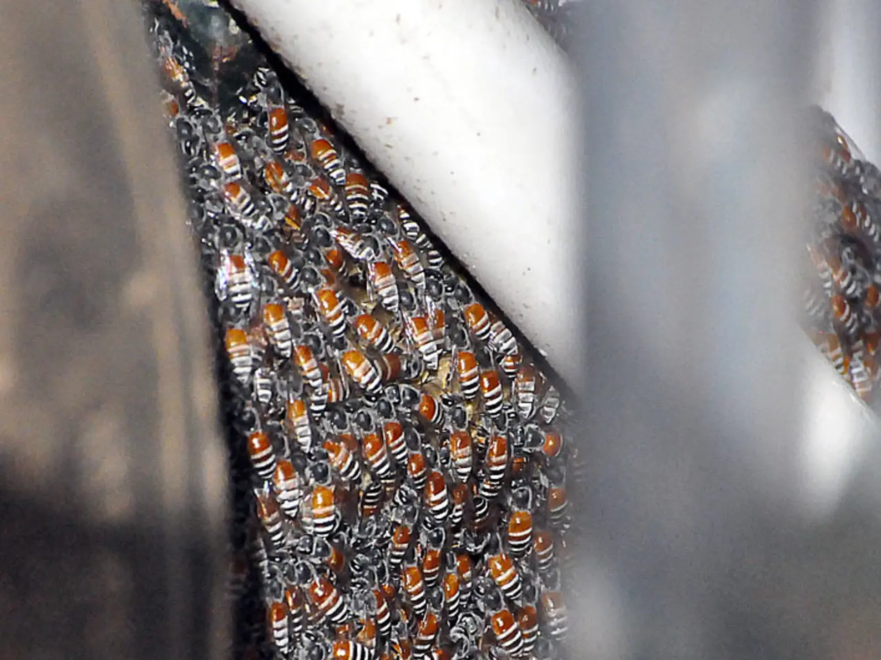 Drones are dispersing thousands of mosquitoes to prevent the extinction of endangered birds.