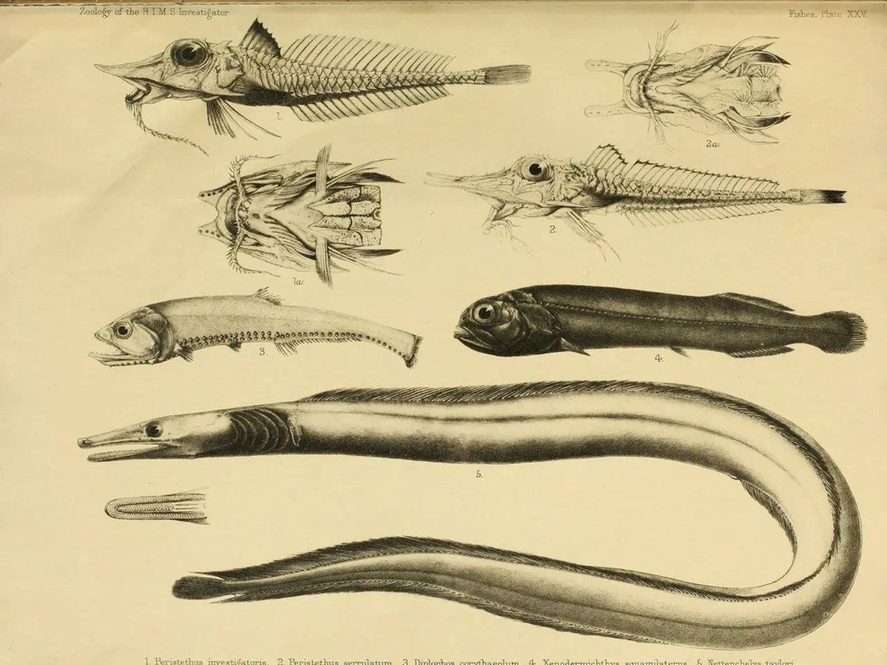 Prehistoric Top-Tier Predators Engaged in Lethal Clashes, According to Research Findings