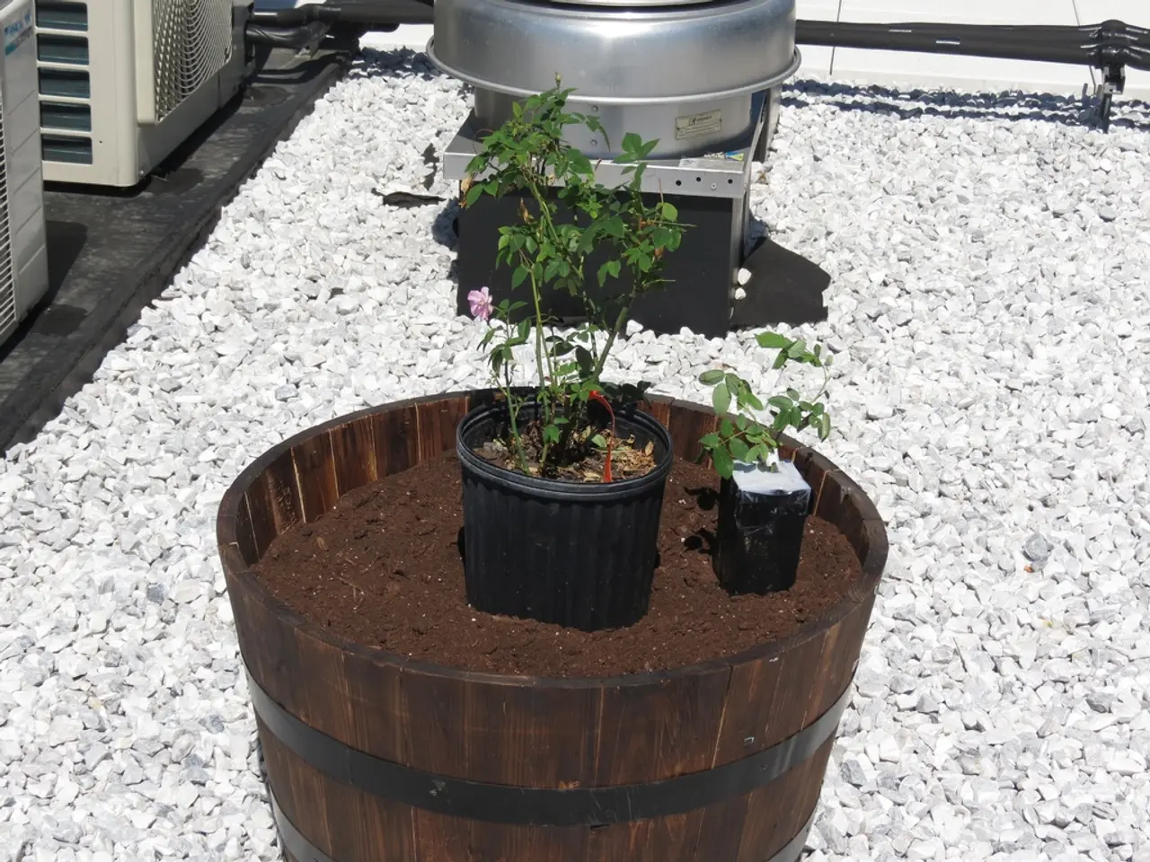 Chemical Compound Calcium Hydrogen Phosphate: Used in Agriculture, Food Industry, and Various...