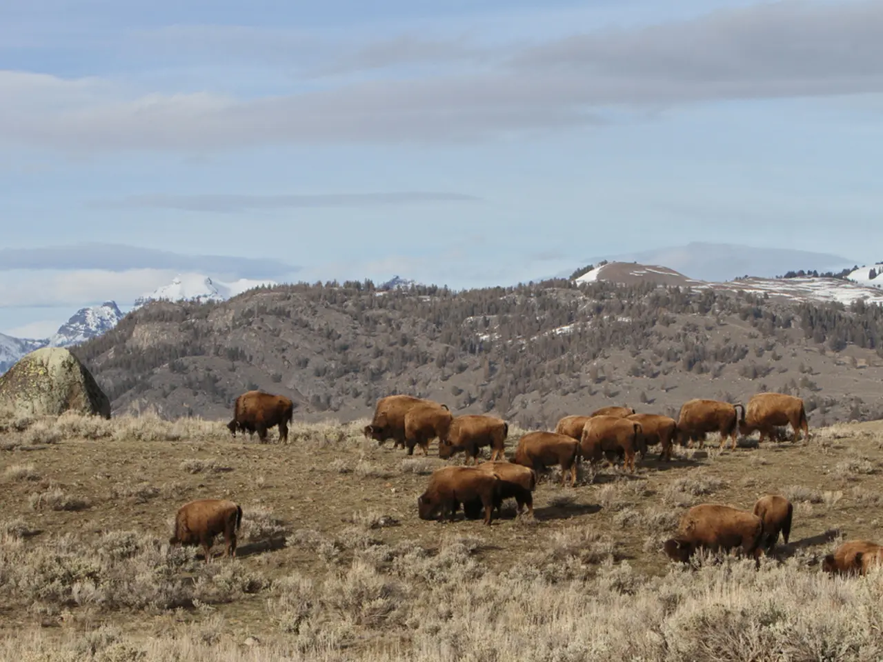 Restoration Efforts Boost Wildlife Populations Via Utilization of Nature Passages