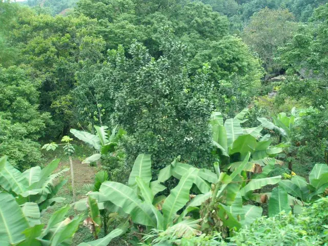 JPSCACF Preliminary Exam Admission Tickets for 2025 Now Available: Learn How to Retrieve and Gain...