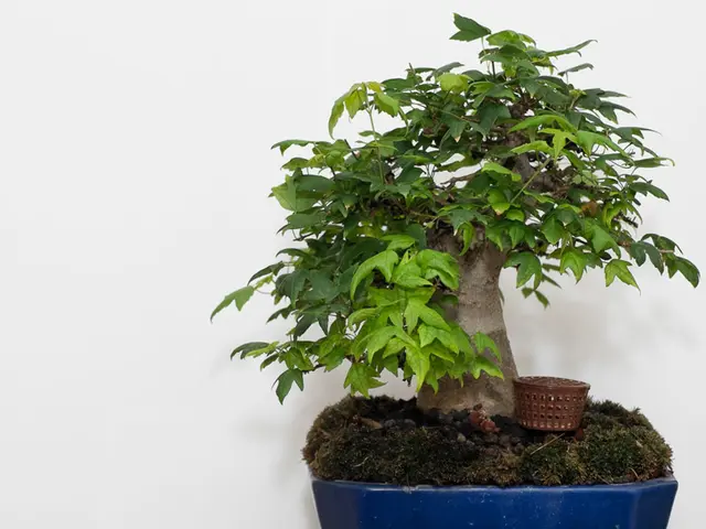 Cost Analysis for Bonsai Repotting: Familiarizing With Expenditures and Financial Planning