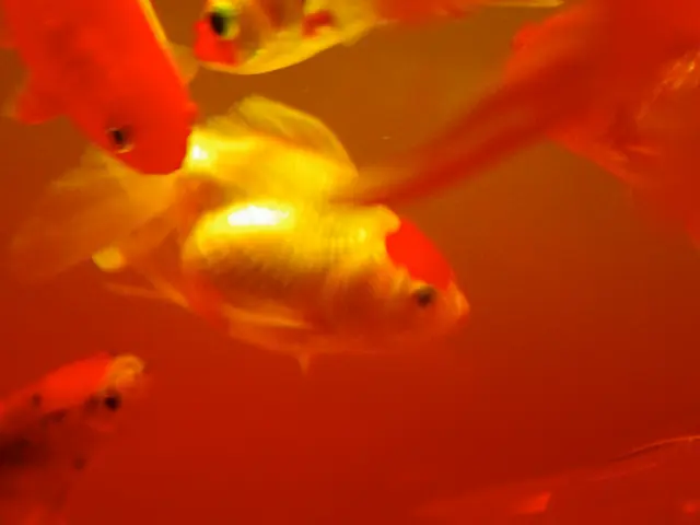 Koi Fish Recognize Faces: Insights into Animal Cognition