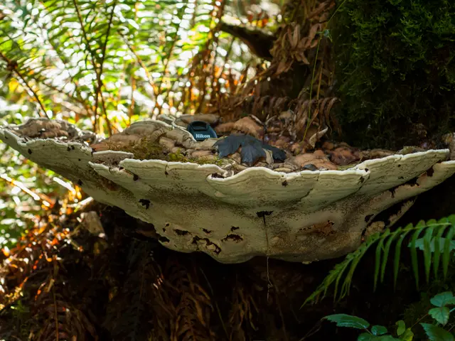 Kagame, Rwandan president, traverses the MIT campus
