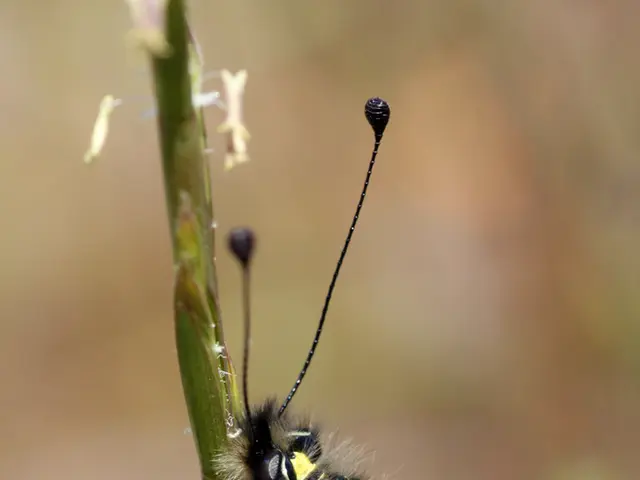 Guide on Initiating Your Pathway to a Psychology Degree