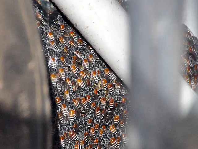 Drones are dispersing thousands of mosquitoes to prevent the extinction of endangered birds.