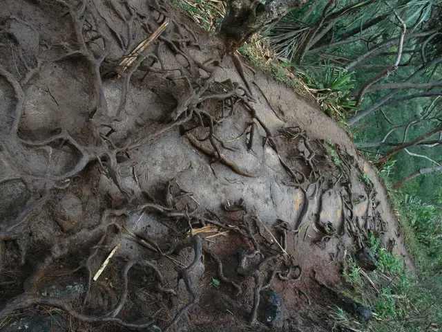 Organic Material Breakdown: Nature's Boon for Soil Enrichment