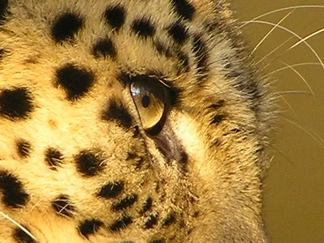 Pressure Parenting: Worth the Sacrifice?