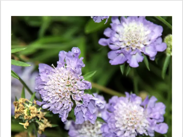 Origins and Significance of Prename Malu: A Detailed Examination