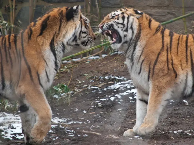 Majestic Giant Lemurs of Madagascar: A Glimpse into the Island's Previously Thriving Natural...