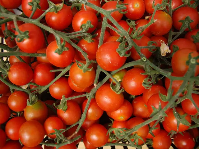 Ancestors of tomatoes and another plant crossed genetically nine million years back, leading to the...