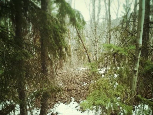 Upcoming Forest School Training Level 2 to Level 3 Top-Up (November 2025)