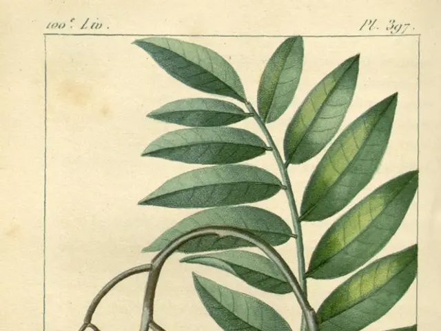 Sowing kōwhai seeds | Germinating kōwhai seeds