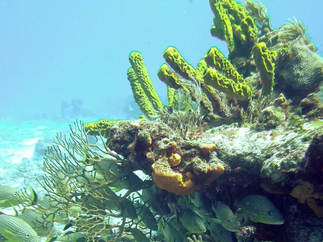 Nautilus expedition granted participation to University of Hawai'i at Hilo student