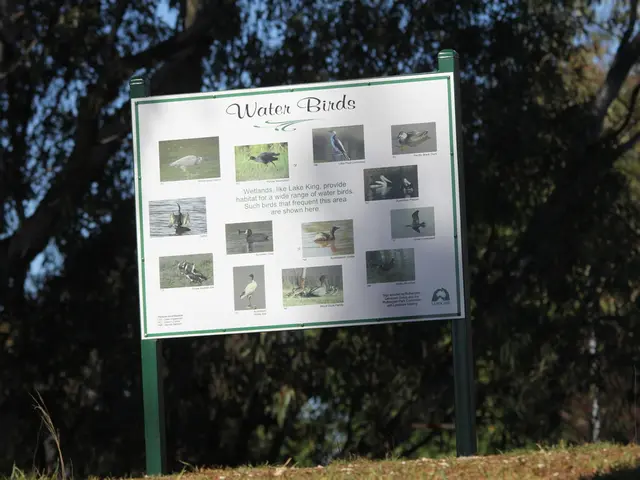 Exploring the turbulent journey of a common bird native to the Pacific Northwest during summer...