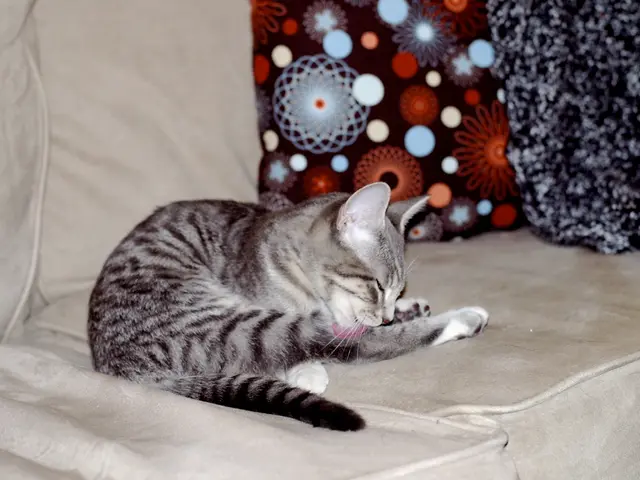 Pupils in Regensburg stitching heart-shaped cushions for cancer patients at local hospitals