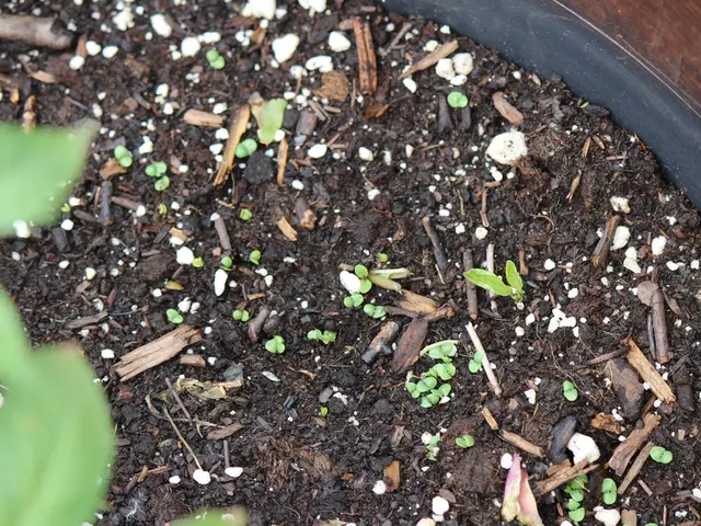 Impact of Microorganisms in Soil