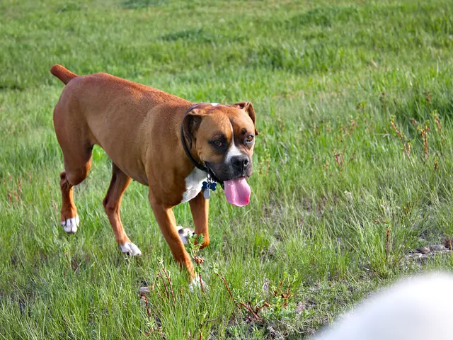 Tunisian Sloughi breed on verge of disappearance