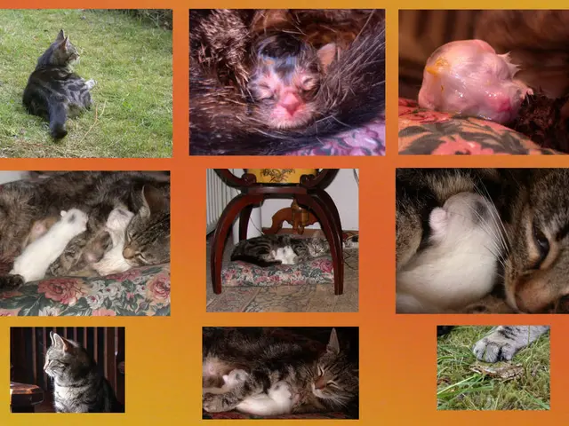 Lessons I Learned About Coping with Divorce from Rearing Holstein Calves