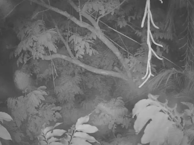 Exploring Ginkgo Biloba: A Natural Medicinal Plant