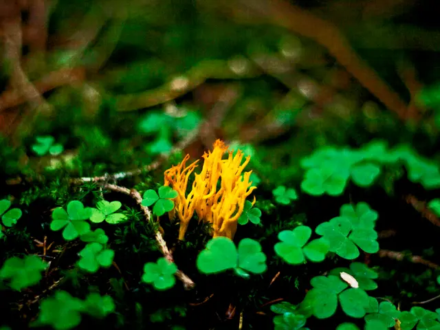 Transplanted cycads thriving briefly at University of Guam, with a mere 10% able to endure...