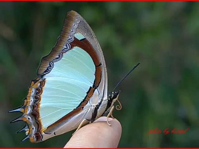 Impact of a Less Democratic U.S. on European Politics