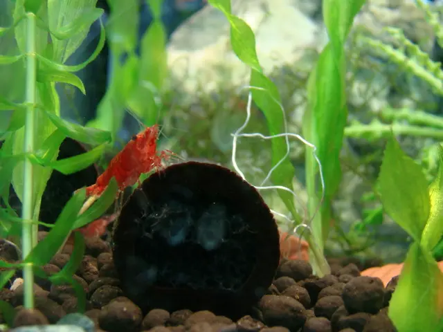 Harnessing the Revolutionary Potential of Artificial Life Sciences